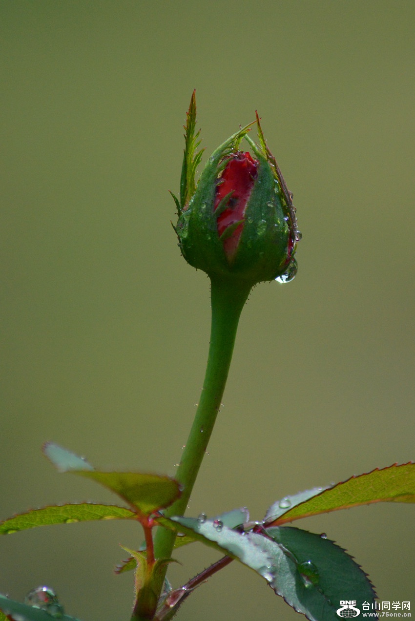 DSC_9430_43.jpg