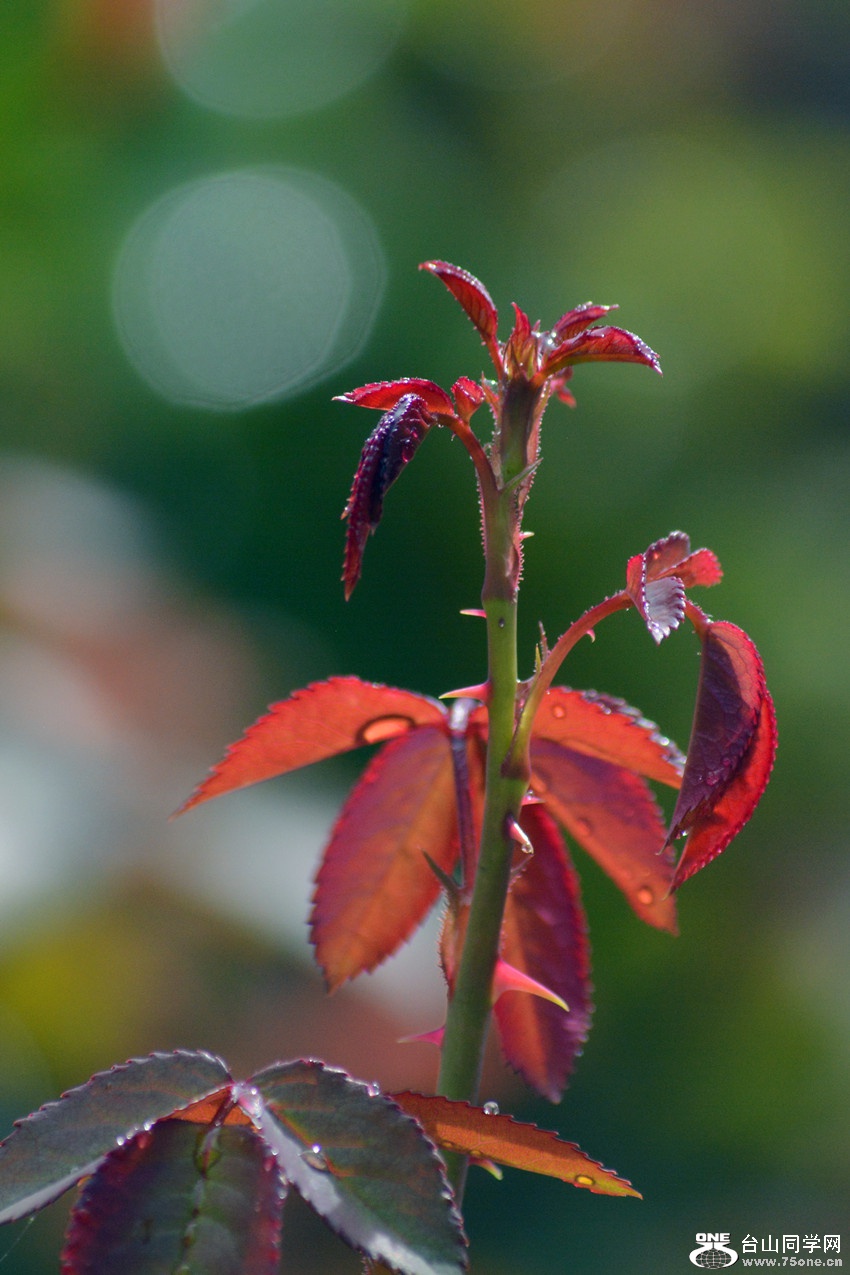DSC_9443_42.jpg