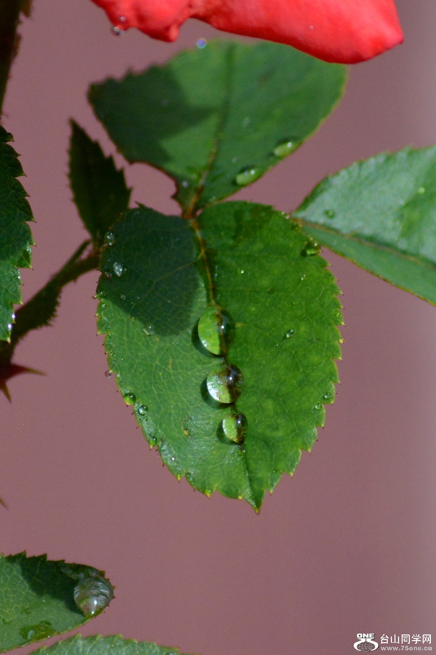 DSC_9535_25.jpg
