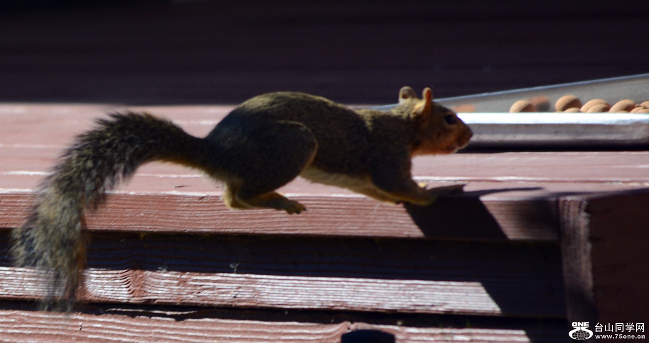DSC_0088_60.jpg