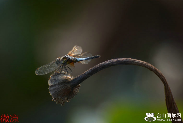 DSC_1220_1.JPG