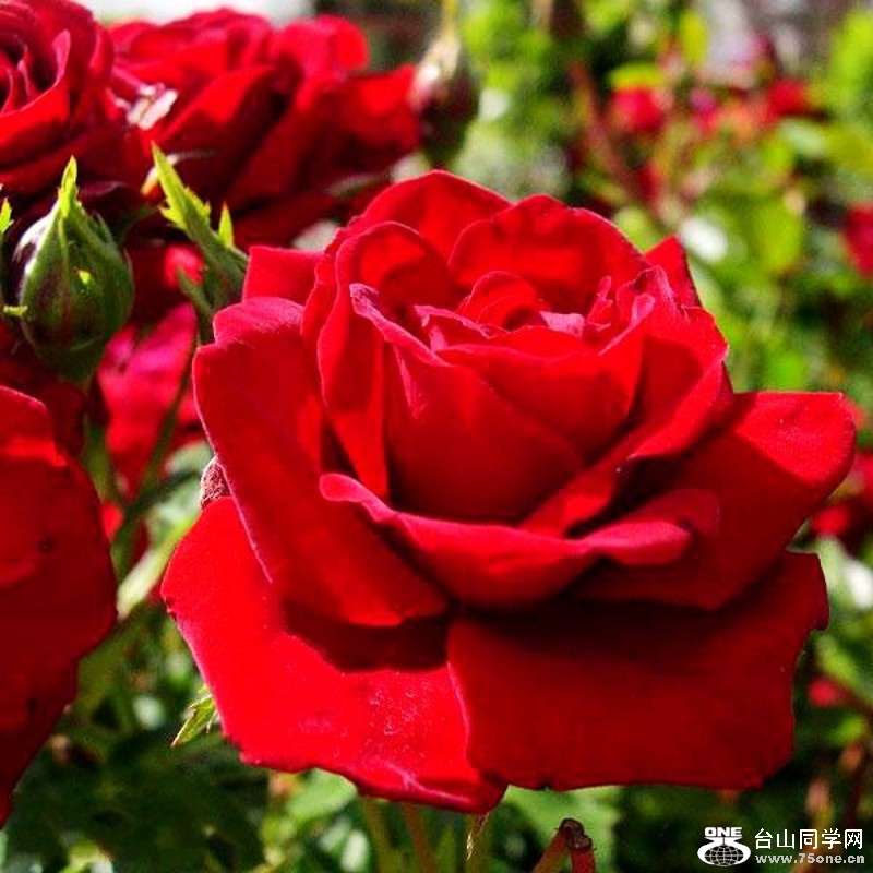 DSC_0365_conew1.jpg