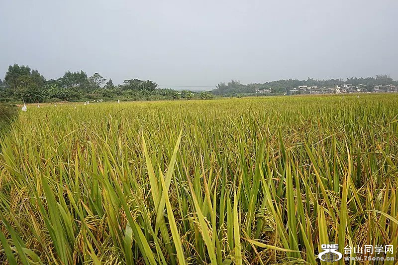 psb (1).jpg