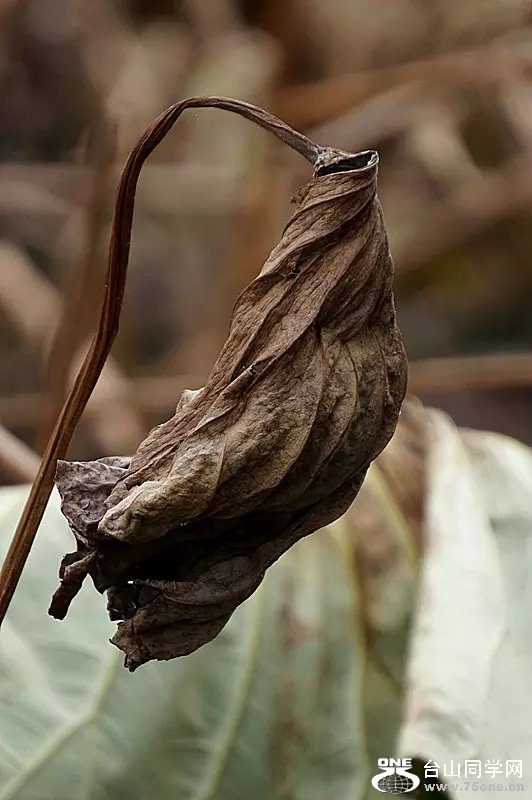 psb (20).jpg