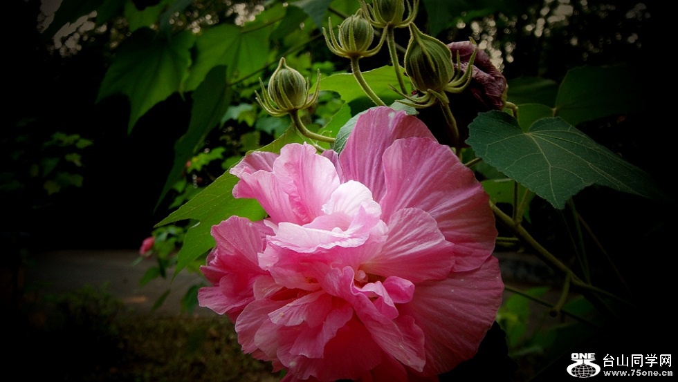 DSC03150_副本.jpg