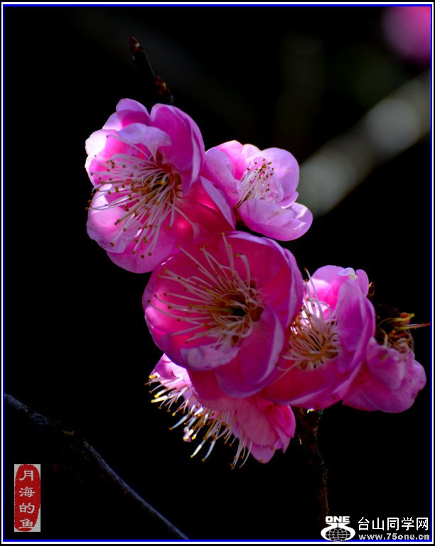 DSC_7469.jpg
