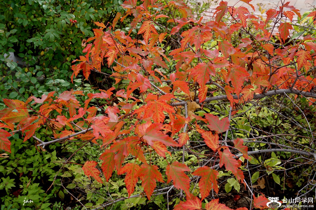 DSC09613.JPG