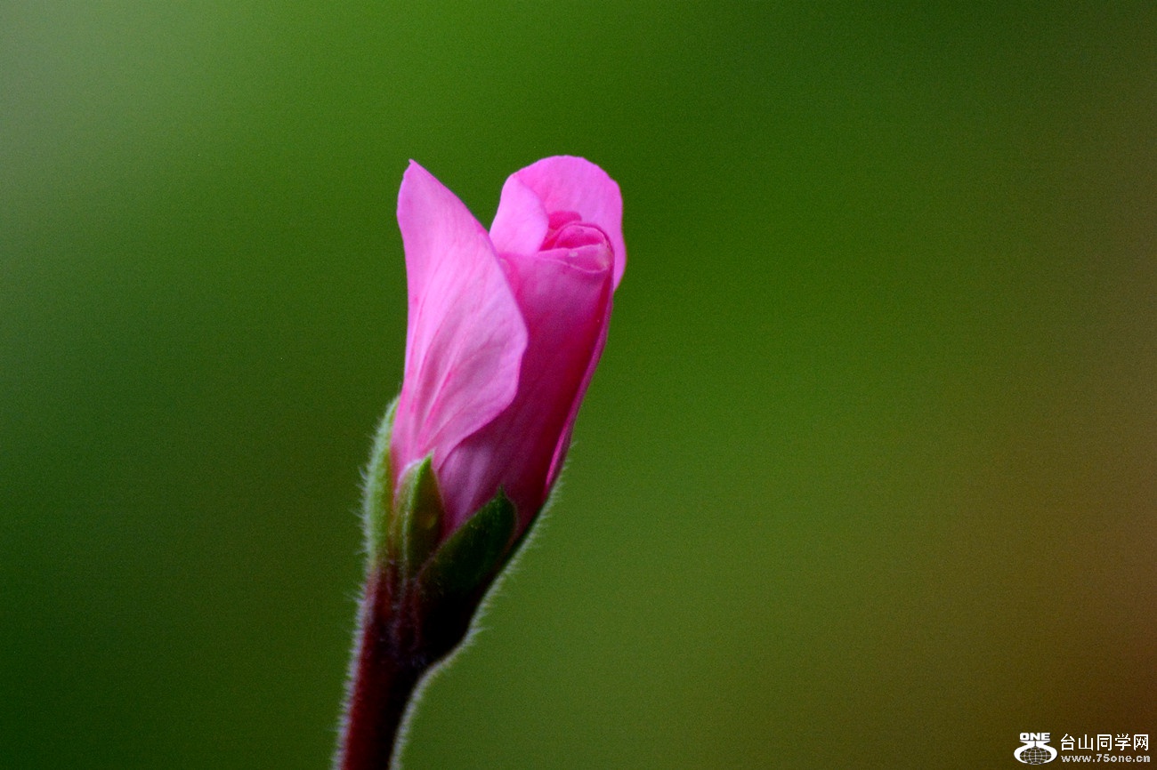 DSC_0593_42.jpg
