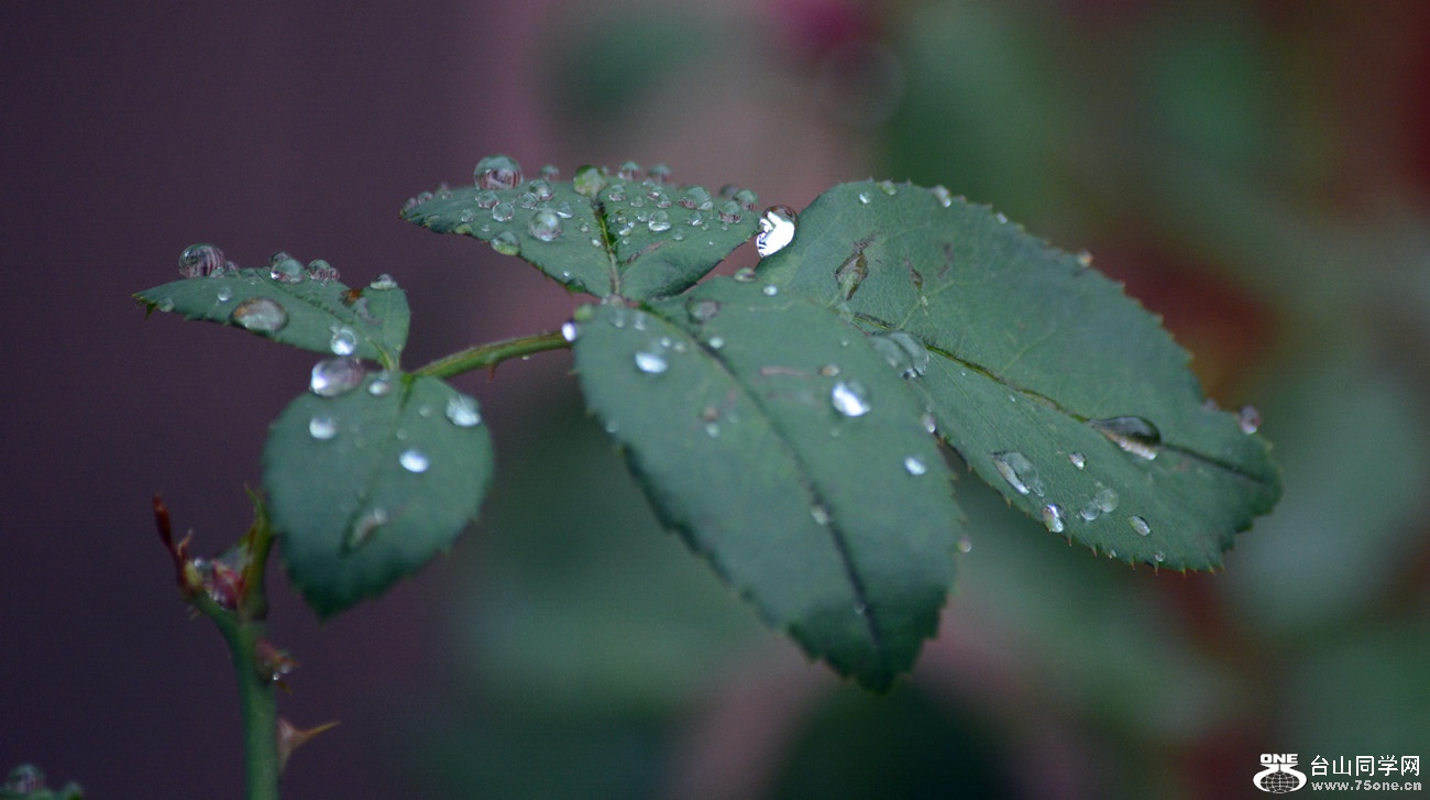 DSC_0488_16.jpg
