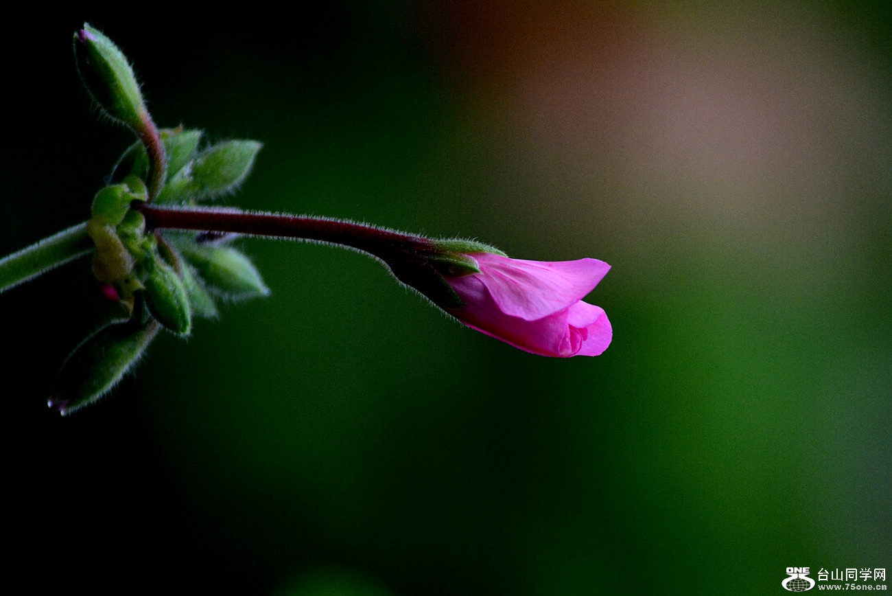 DSC_0586_43.jpg