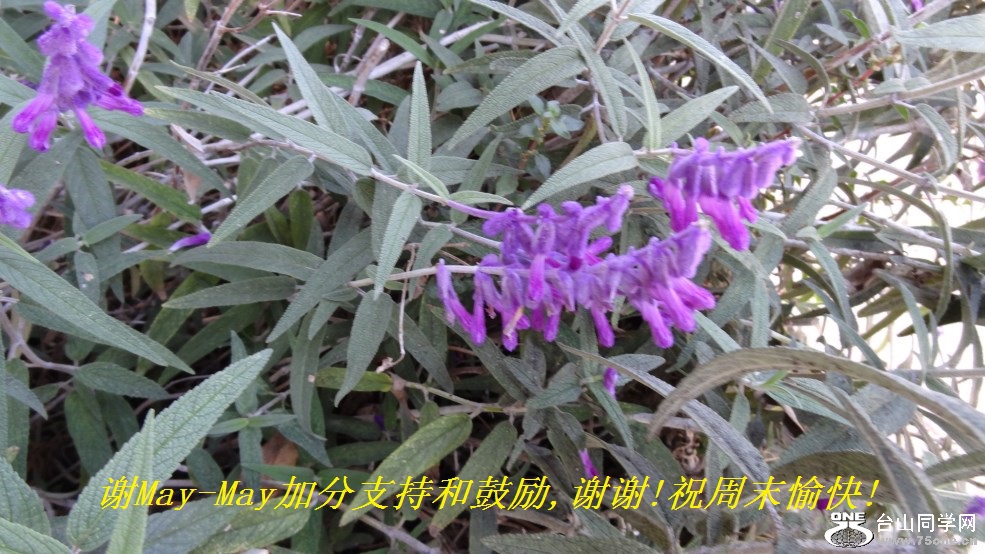 谢May-May加分支持和鼓励,谢谢!祝周末愉快!.jpg