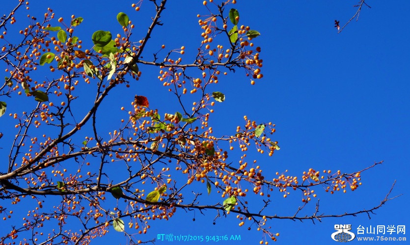 DSC00094a_1.jpg