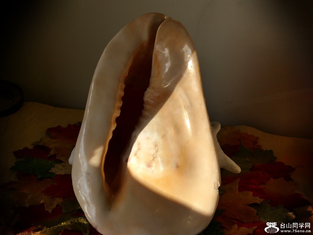 l1020800_conew1.jpg