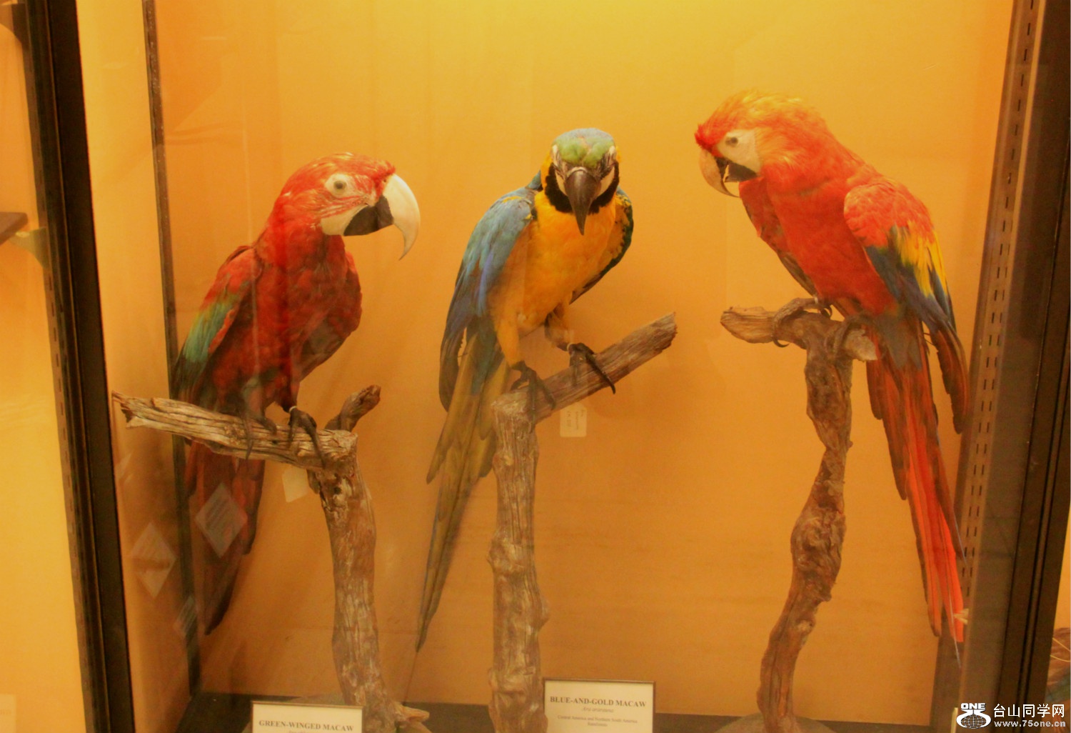 IMG_7655.JPG