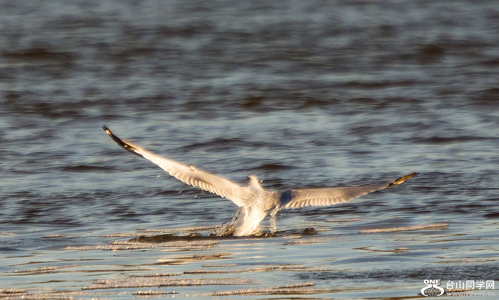 DSC_9667.jpg