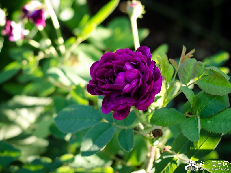 DSC_4851_conew1.jpg