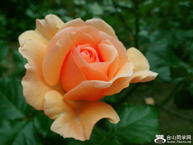 00DSC_6413Rose_conew1.jpg
