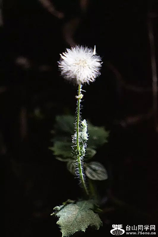 psb (1).jpg