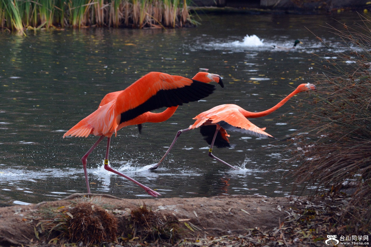 DSC_1223_001.jpg