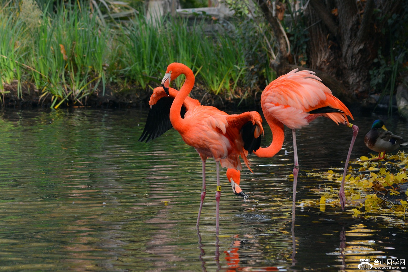 DSC_2008_55.jpg