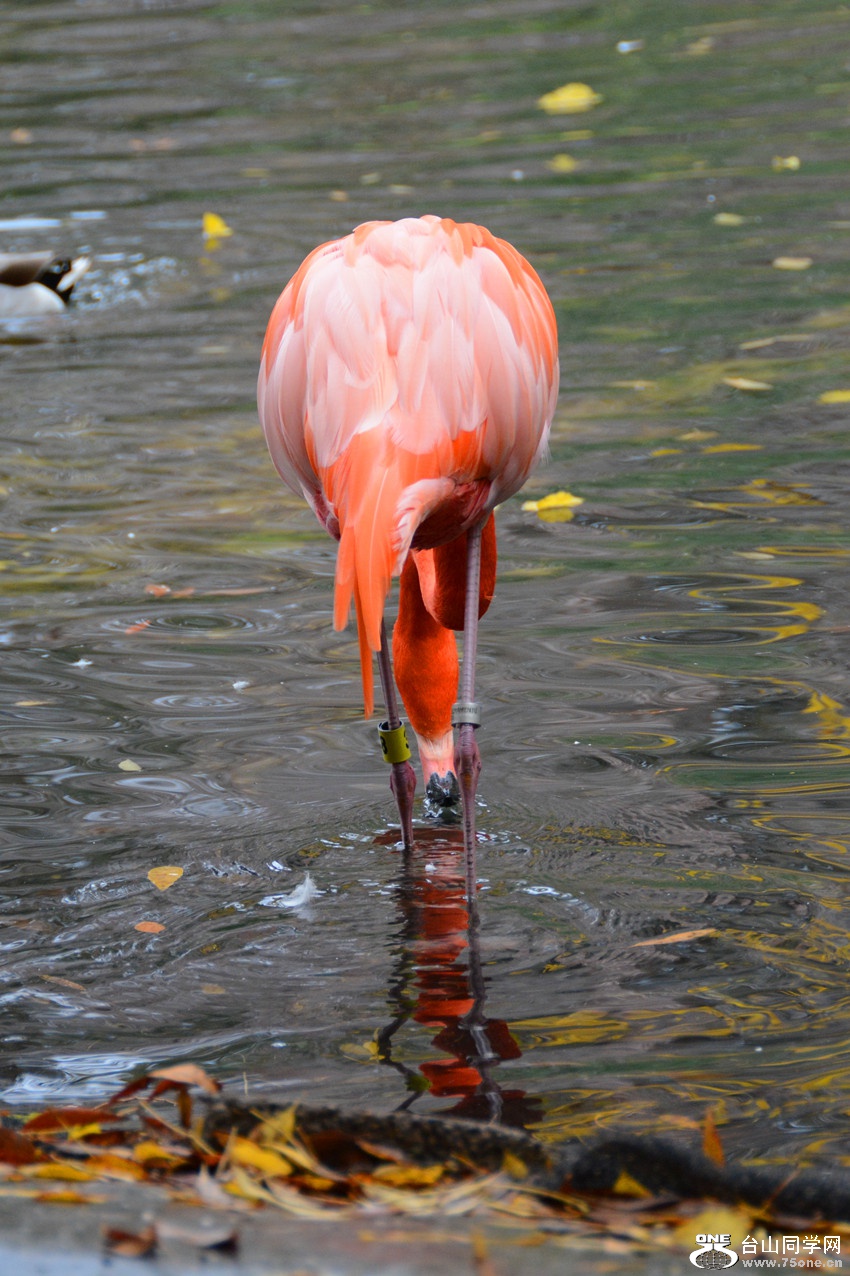 DSC_1445_356.jpg