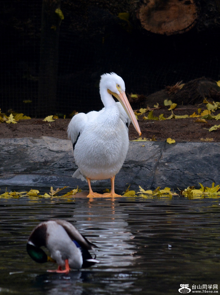 DSC_1094_31.jpg