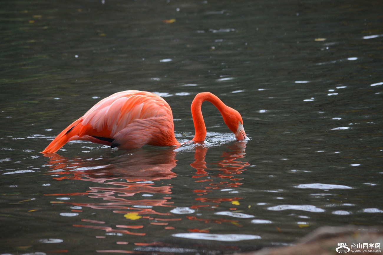 DSC_1184_06.jpg
