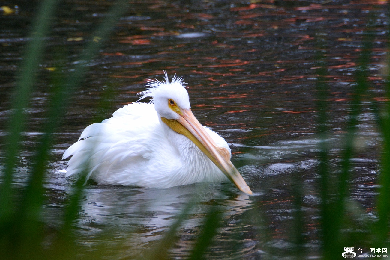 DSC_0978_43.jpg