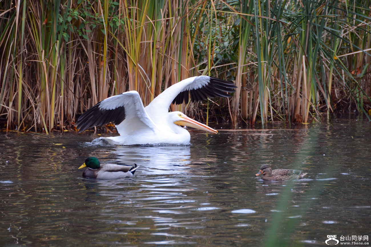 DSC_1004_36.jpg