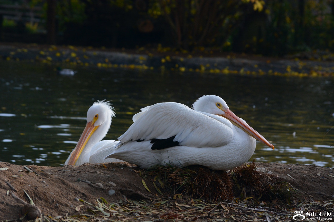 DSC_2100_11.jpg