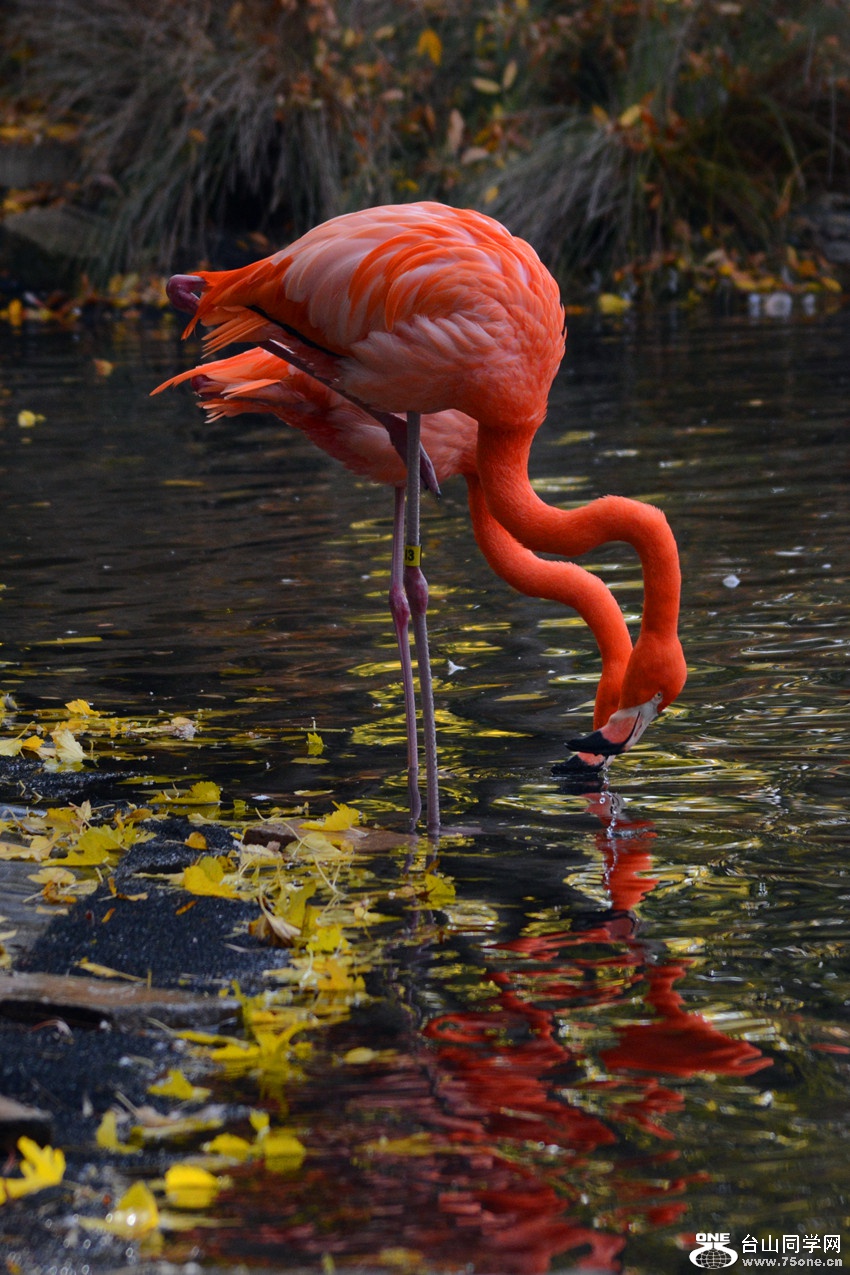 DSC_2246_3.jpg
