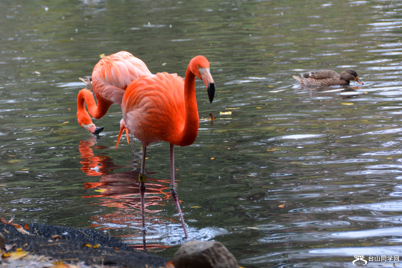 DSC_1452_90.jpg