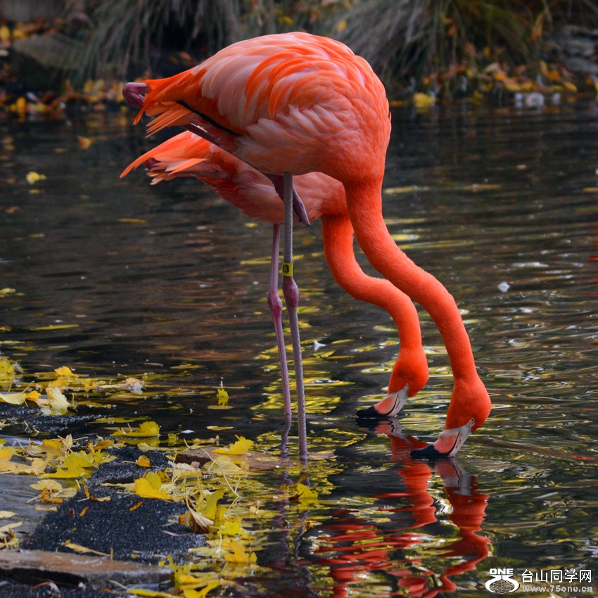 DSC_2243_4.jpg