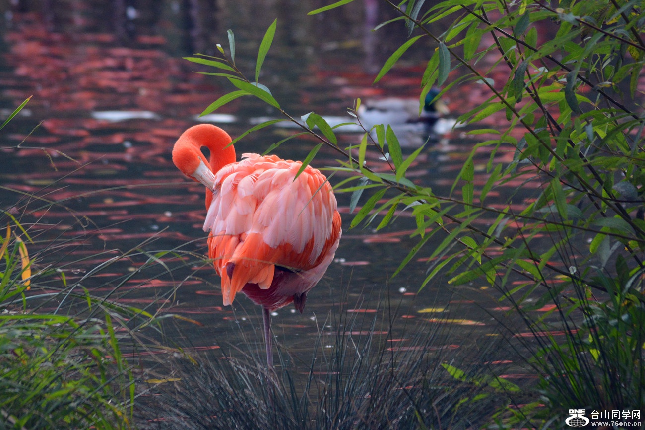 DSC_2075_39.jpg