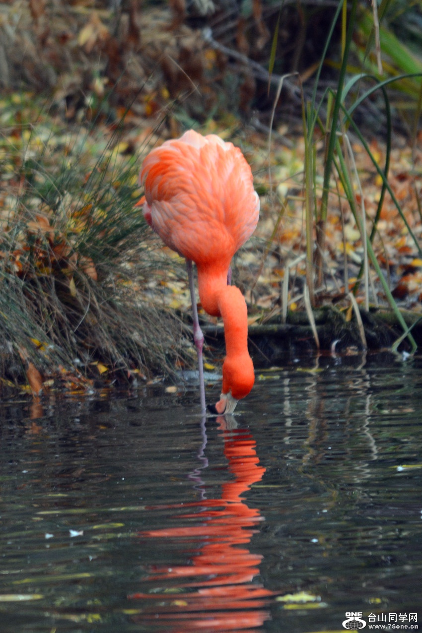 DSC_2249_1.jpg
