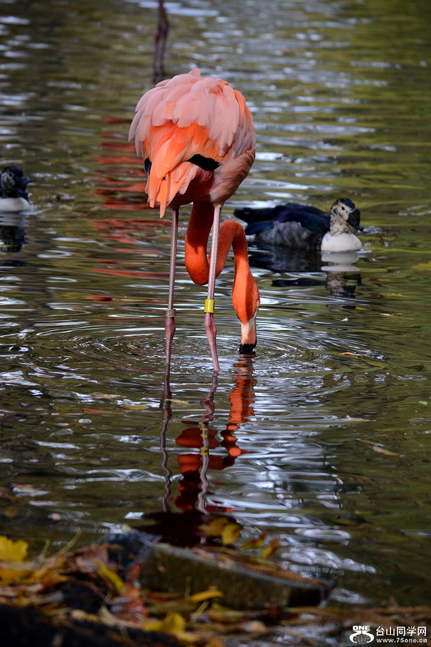 DSC_1878_72.jpg