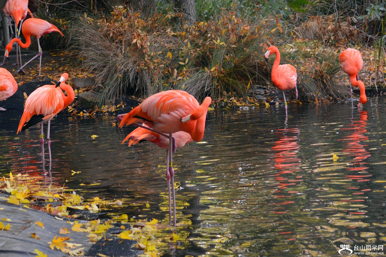 DSC_2232_9.jpg