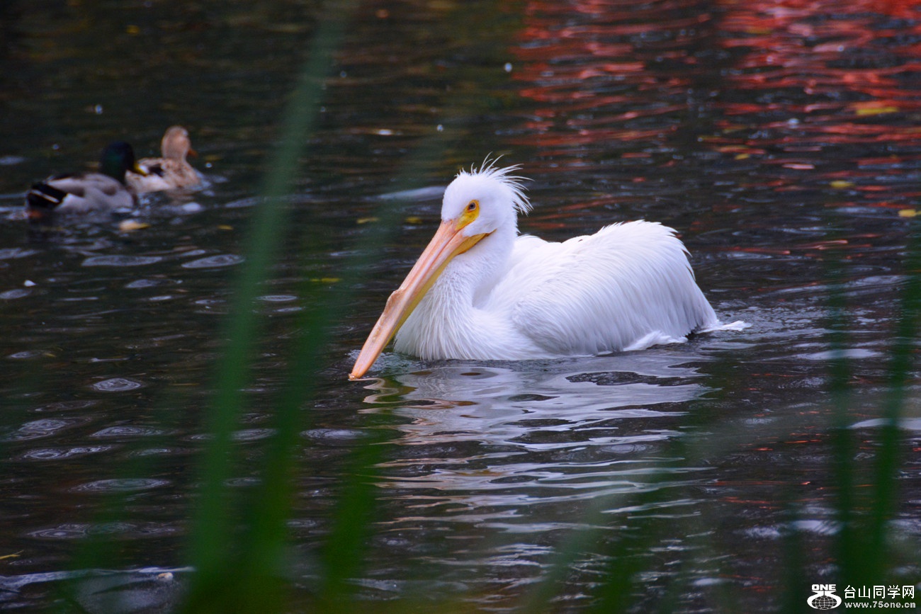DSC_0976_44.jpg