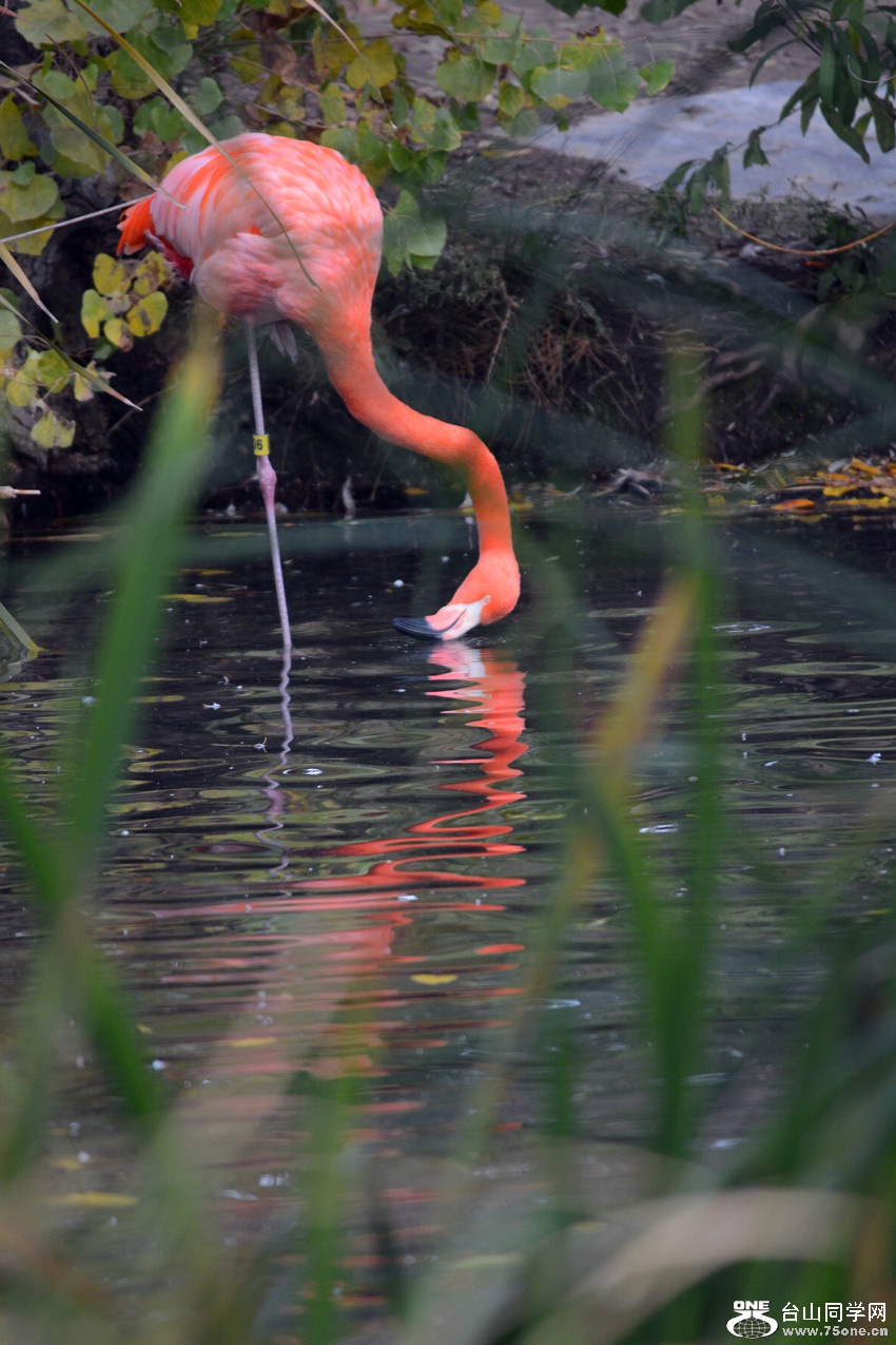 DSC_2065_39.jpg