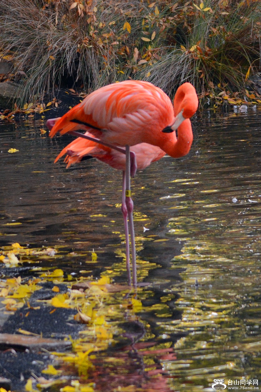 DSC_2231_8.jpg