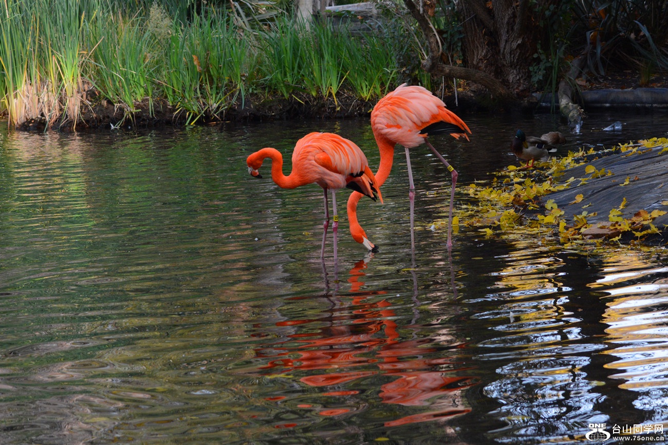 DSC_1980_59.jpg