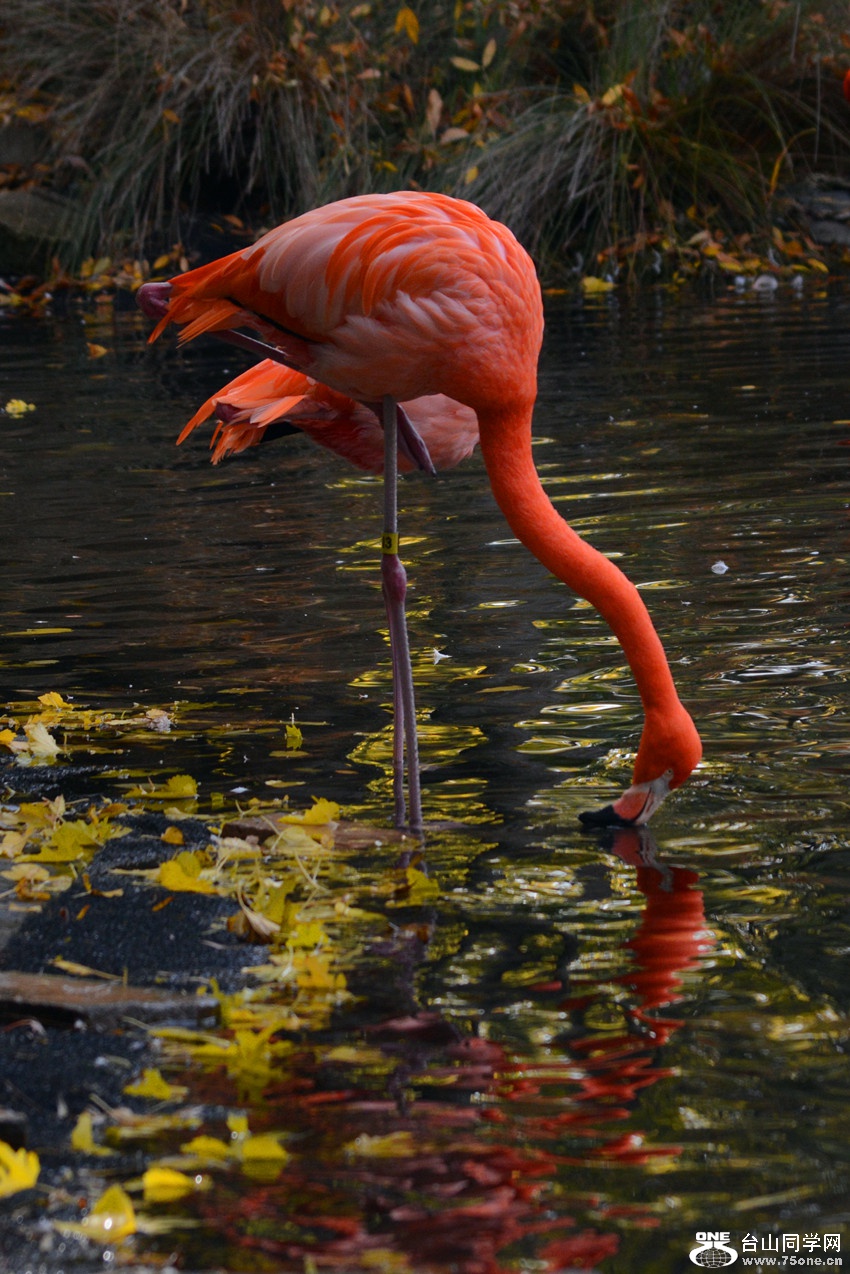 DSC_2240_5.jpg