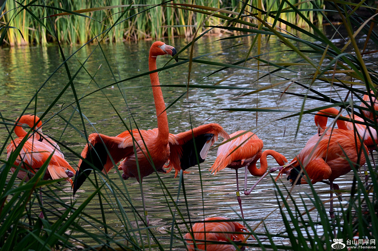 DSC_2046_46.jpg