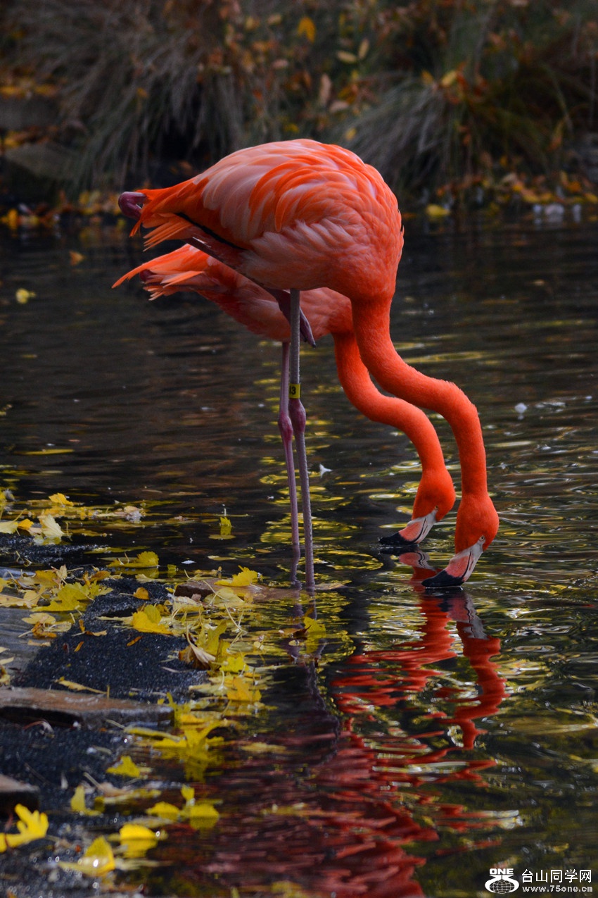 DSC_2245_4.jpg