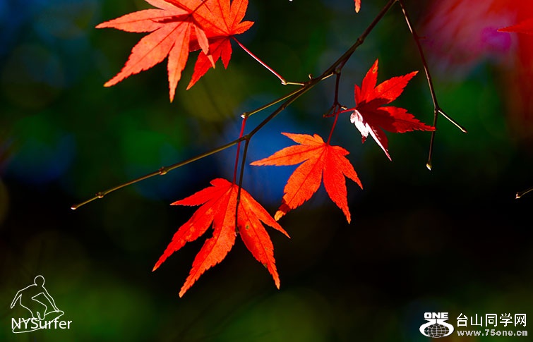 DSC_31761.jpg