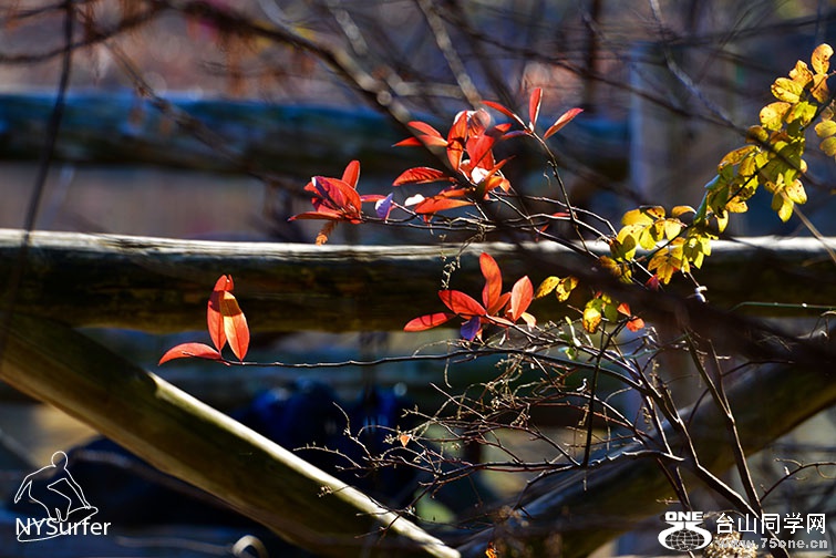 DSC_31722.jpg