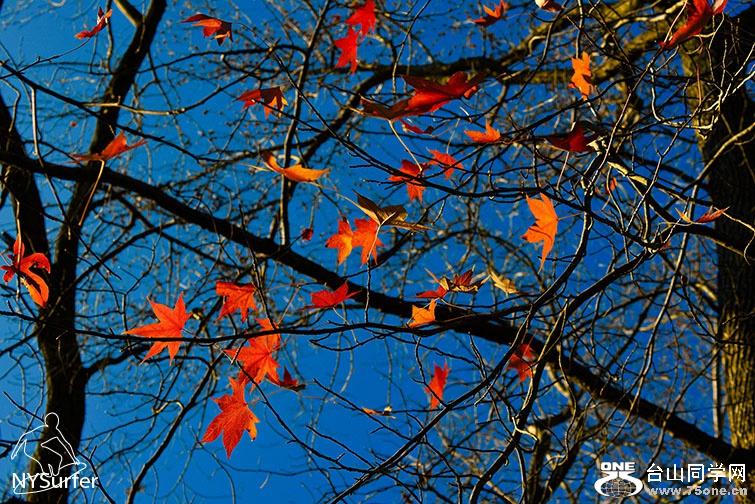 DSC_31700.jpg