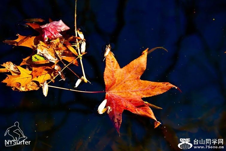 DSC_31714.jpg