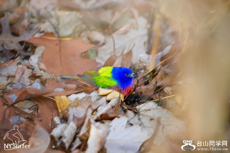 DSC_51392.jpg