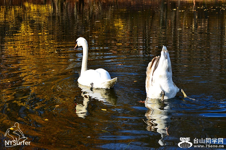DSC_31965.jpg
